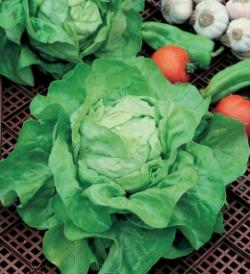 Seme povrća: Salata Nansen 2,2gr (oko 2000 semenki)